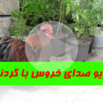 گردنبند ضد صدای خروس کوشین